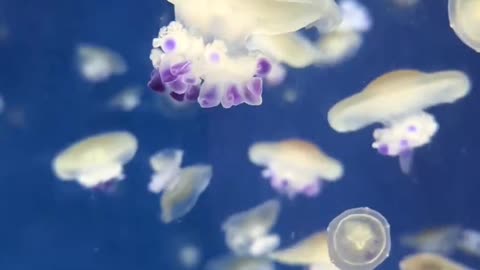 Jellyfish