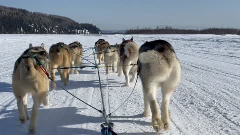 Stunning Husky Dogs Sledding & Mushing Experience in Fairbanks, Alaska