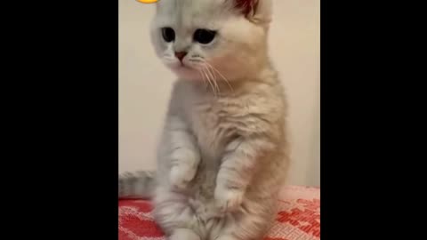 video of cat roaring like a lion | funny & cute cat videos hold your laugh | gatto divertente