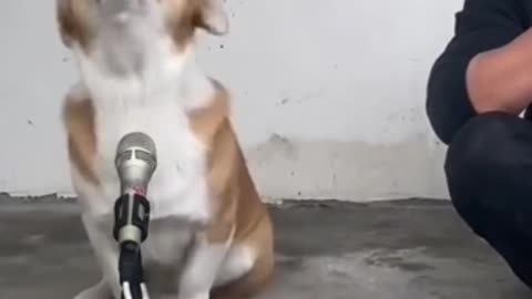 Funny Dogs singing with beats