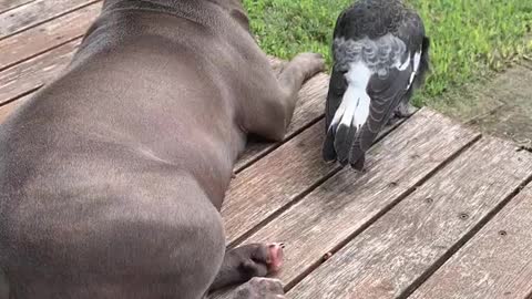 Unlikely Animal best friends English Staffy Peggy and Young Magpie Molly lazing in the sun