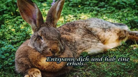 Ich wünsche dir Frohe Ostern – Ostergrüße für dich – Ostergruß Video zum Versenden über Whatsapp