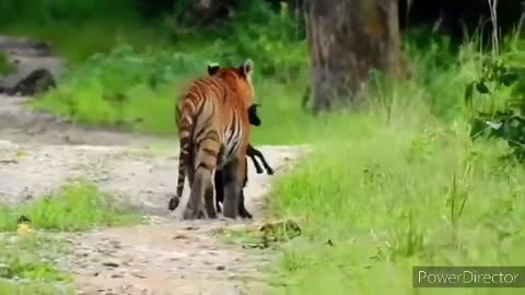 4k Videos//Best Tiger Attack//Dardanak Tiger Attack // Tiger Attack//Animals Attacks//Indian Animals