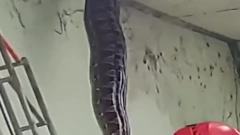 Enormous snake escaping from being caught