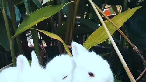 Baby rabbitss