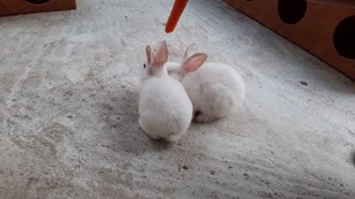 Funny rabbits