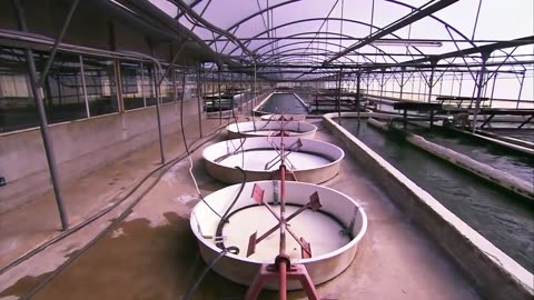 Super food Spirulina freshwater plant