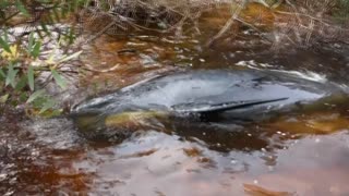 Stranded whale among hundreds stuck on Australian coast