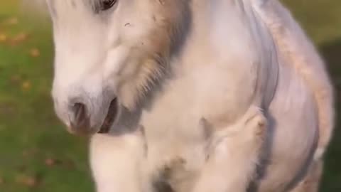 Tiny Horse | Tiny Pony