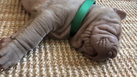 puppy snores