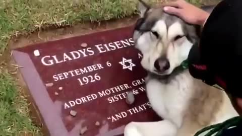 A Crying Husky Dog