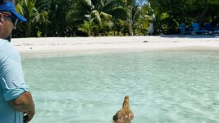 Caribbean Chicken 'Fingers' Goes for a Swim