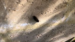 Hairy Caterpillar