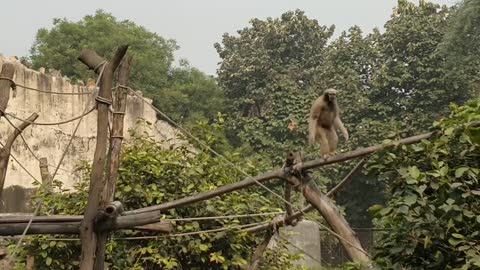 Silverback Gorilla Shows Off Strength In Front Of Delhi Zoo Visitors delhi zoo