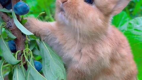 Cute Rabbit 🐰🐇🐰🐇🐰🐇😍❤️