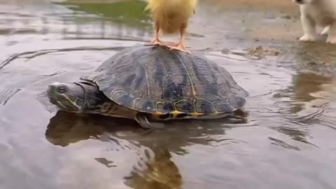 baby dog vs baby duck vs cute turtle ❤️ 🐢