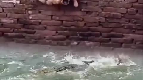 Puppy save his life from crocodiles