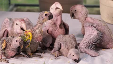 See what beautiful parrot chicks see