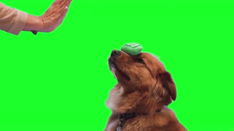 Green screen dog training | Puppy hand shake video| Dog funny no copyright
