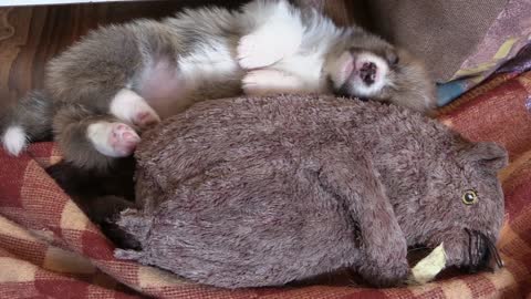 Corgi puppy sleeping