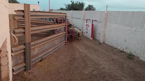 bulls entering the corrals, bulls in Spain, the best bulls