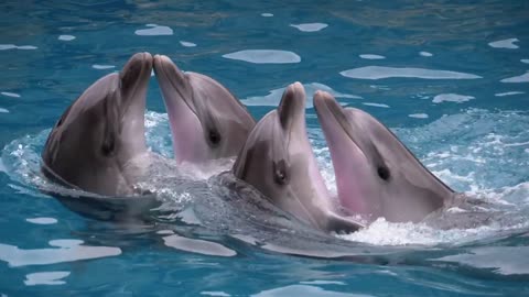 Dolphins moving at a show