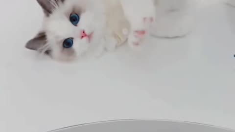 Cute and Fanny Cat video