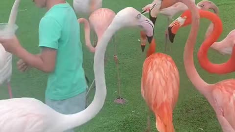 Good time Bring the kids to feed the flamingos This flamingos