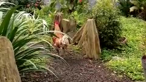 Very Funny Chicken Laughing
