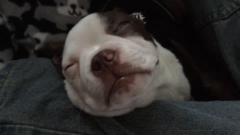 Sleepy puppy snores loudly