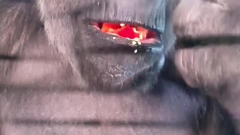 Red pepper is one of this lady's favourites! #gorilla #eating #asmr #satisfying