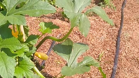 Garden walk thru.. tomatoes and muscadines