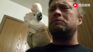 This parrot can talk