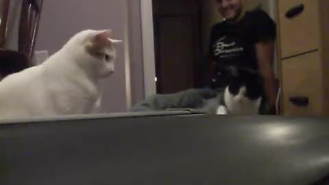 cats vs. treadmill