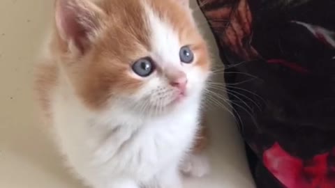 Cute Cats will make you laugh