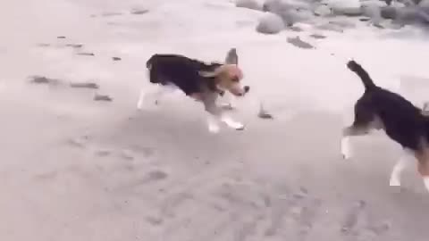 Run beagles run!