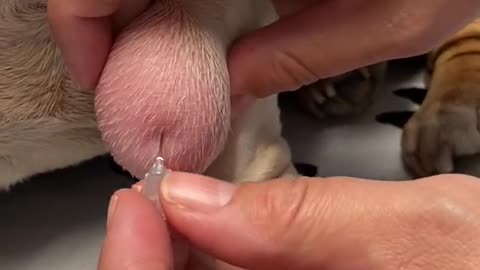 Lipoma in Dogs: Fine Needle Aspiration by a Veterinarian