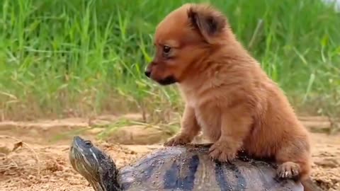 Puppy and Tortoise friendship.