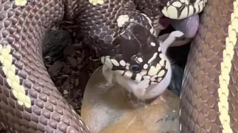 Two headed snake both eating rat