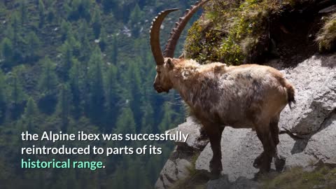 Alpine Ibex Wild Goat Facts 101