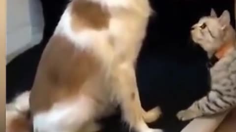dog playing fight with cat