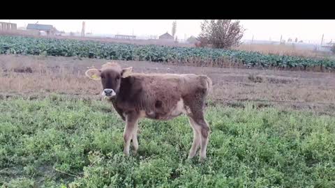 How do cows and horses graze in a typical Armenian village? #cow