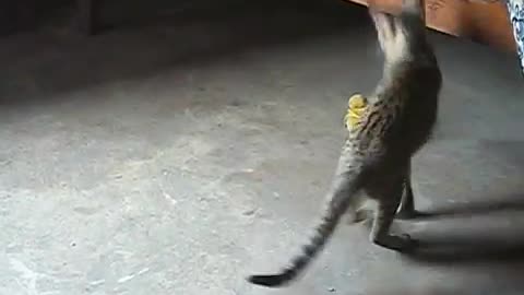 VERY FUNNY CAT PLAYING WITH A DOLL