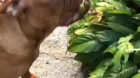 Field Bulldog bites flower