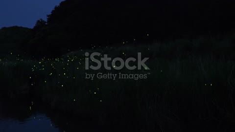 There are a lot of fireflies dancing in the summer.