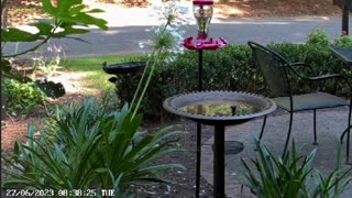 Live bird cam