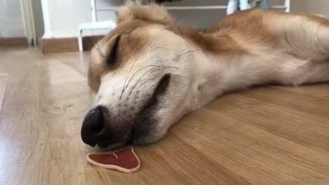 Exhausted pup too tired to enjoy treat