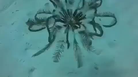 Have you ever seen a swimming feather star