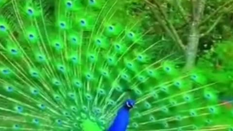 Peacock Cute Dance Video