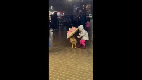 Five Year Old Girl Protects Dog From Rain With Umbrella